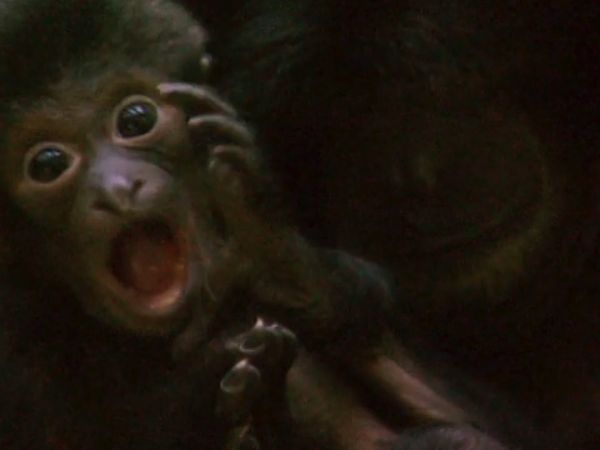 Monkey Business (1998) - Episode 2