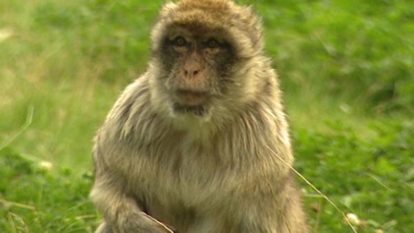 Monkey Business (1998) - Episode 6