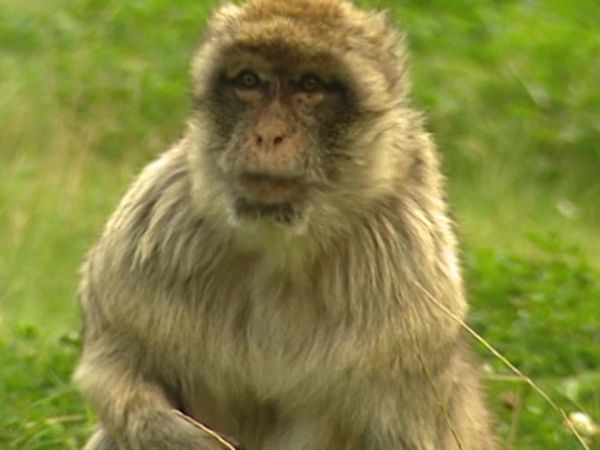 Monkey Business (1998) - Episode 6