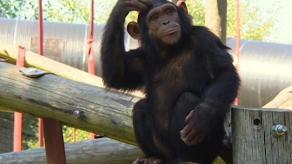 Monkey Business (1998) - Episode 7