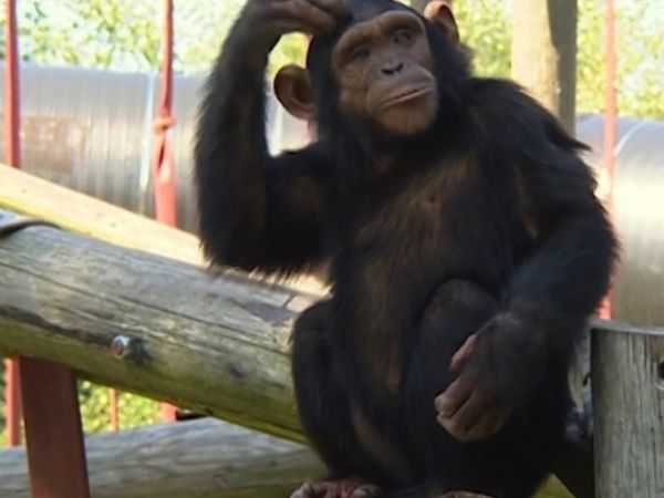 Monkey Business (1998) - Episode 7