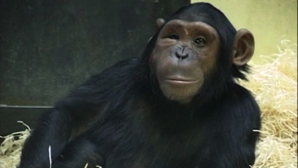 Monkey Business (1998) - Episode 8