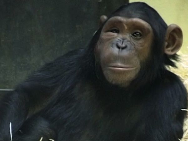 Monkey Business (1998) - Episode 8