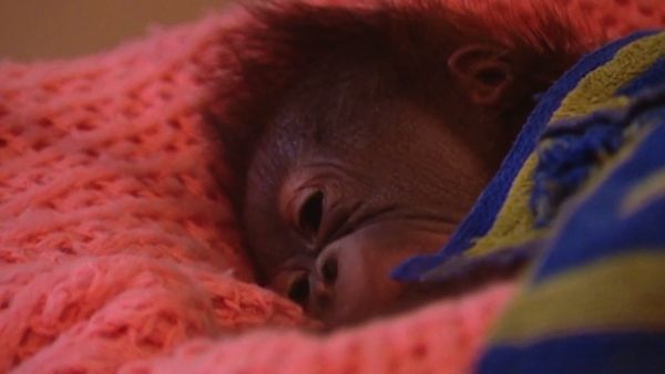 Monkey Business (1998) - Episode 9