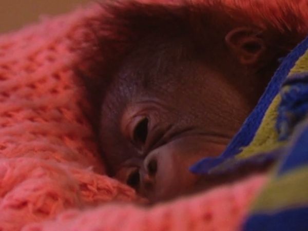 Monkey Business (1998) - Episode 9