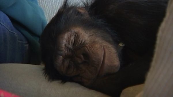 Monkey Business (1998) - Episode 11