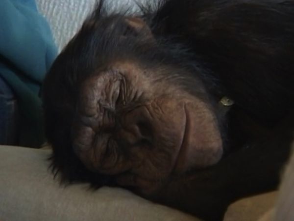 Monkey Business (1998) - Episode 11