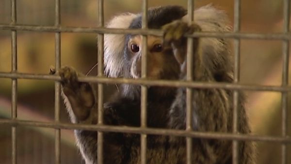 Monkey Business (1998) - Episode 14