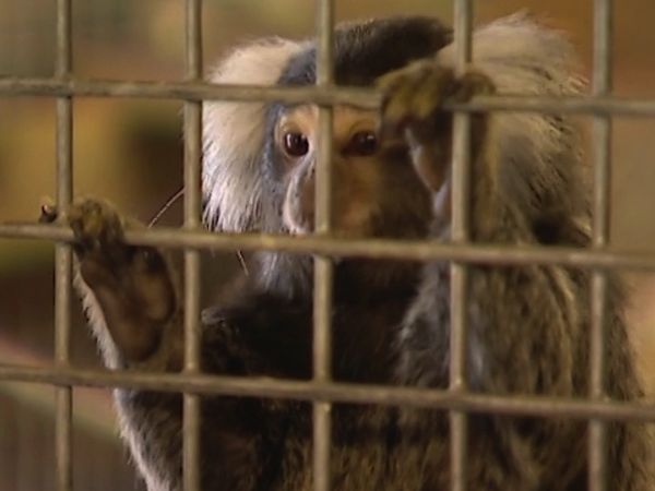 Monkey Business (1998) - Episode 14