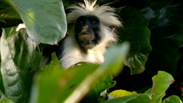 Animals Like Us - Animal Medicine