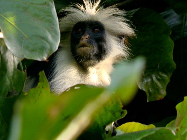Animals Like Us - Animal Medicine