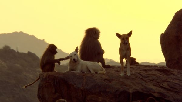 Animals Like Us - Animal Adoption