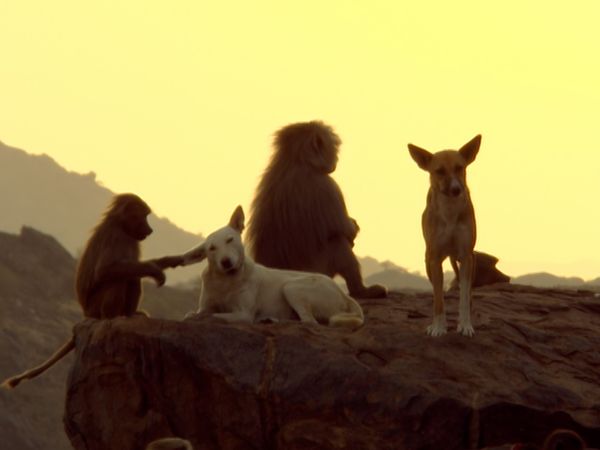 Animals Like Us - Animal Adoption