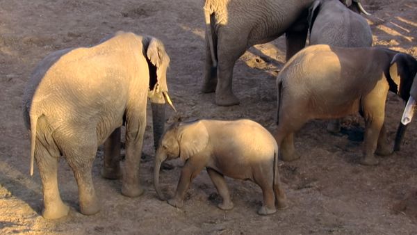 Animals Like Us - Animal Culture
