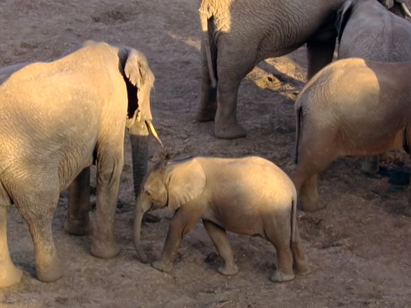 Animals Like Us - Animal Culture