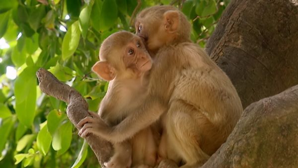 Animals Like Us - Animal Emotions