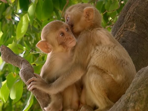 Animals Like Us - Animal Emotions