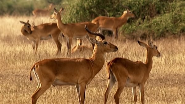 Animals Like Us - Animal Homosexuality