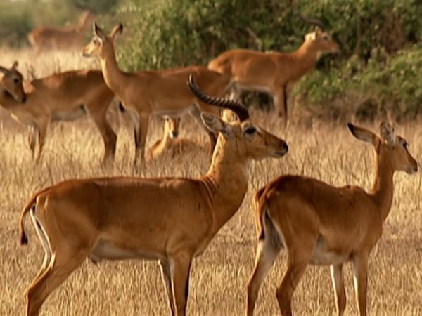 Animals Like Us - Animal Homosexuality