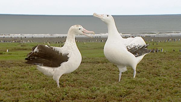 Animals Like Us - Animal Language