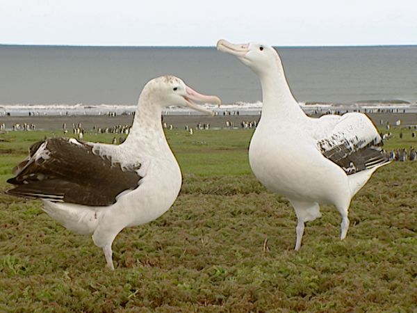Animals Like Us - Animal Language