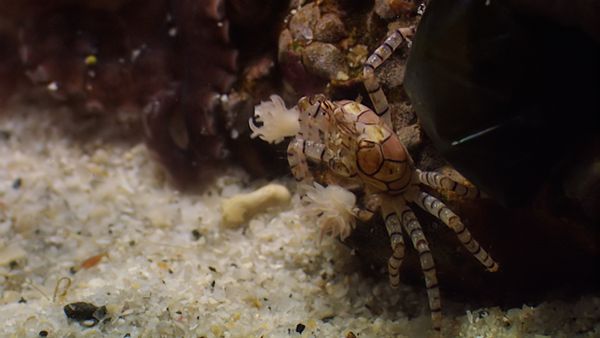 Animals Like Us - Animal Tools