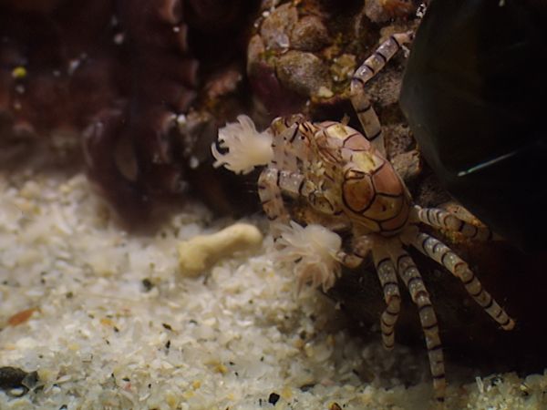 Animals Like Us - Animal Tools