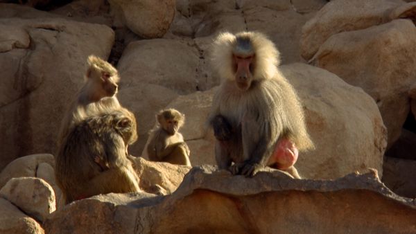 Animals Like Us - Animal Politics