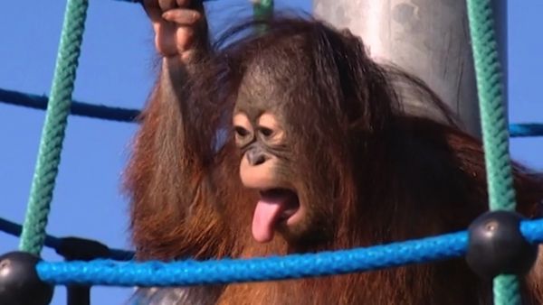 Monkey Business (1998) - Episode 3