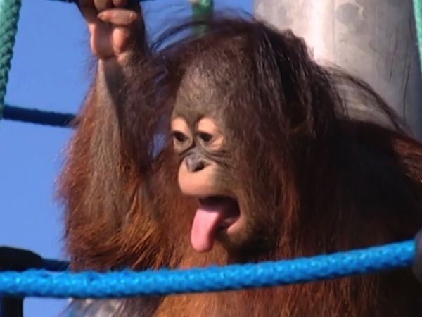 Monkey Business (1998) - Episode 3