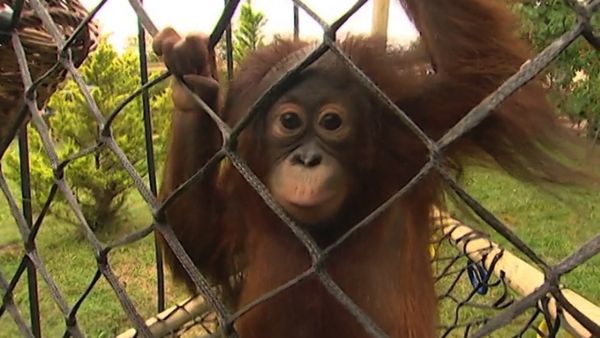 Monkey Business (1998) - Episode 5