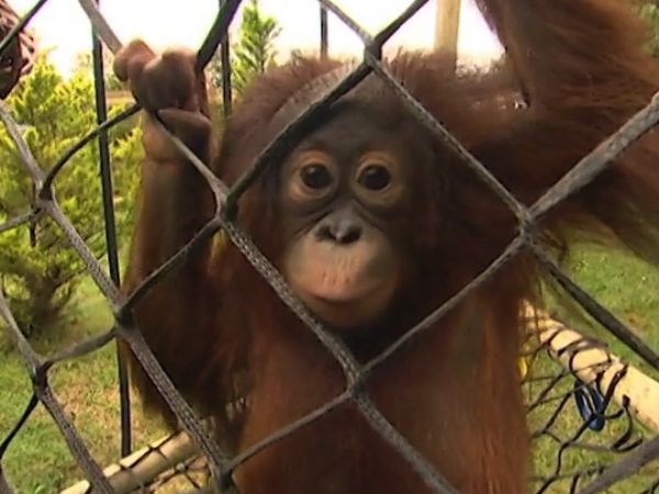 Monkey Business (1998) - Episode 5