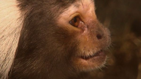 Monkey Business (1998) - Episode 8