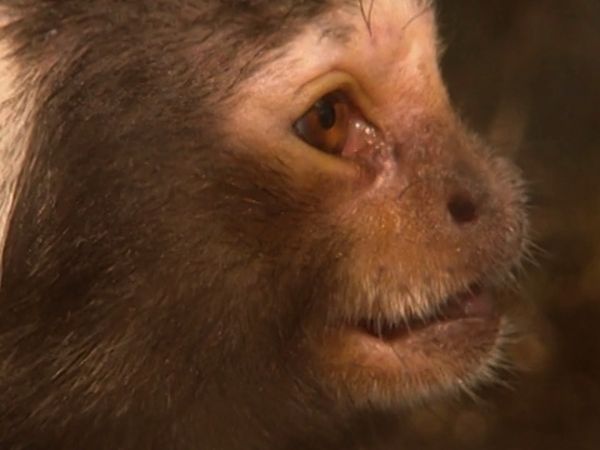 Monkey Business (1998) - Episode 8
