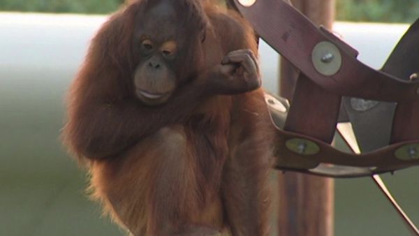 Monkey Business (1998) - Episode 12