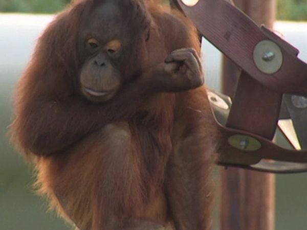 Monkey Business (1998) - Episode 12
