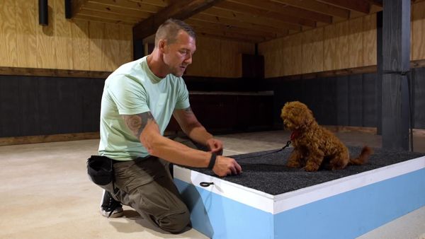 Lucky Dog: Paws With Purpose - Peaches