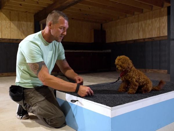 Lucky Dog: Paws With Purpose - Peaches