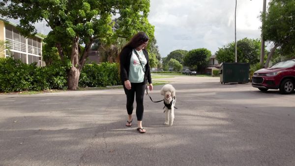Lucky Dog: Paws With Purpose - Steve