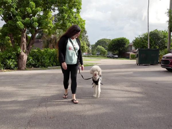 Lucky Dog: Paws With Purpose - Steve