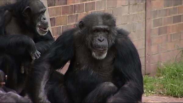 Zoo Days - Episode 5
