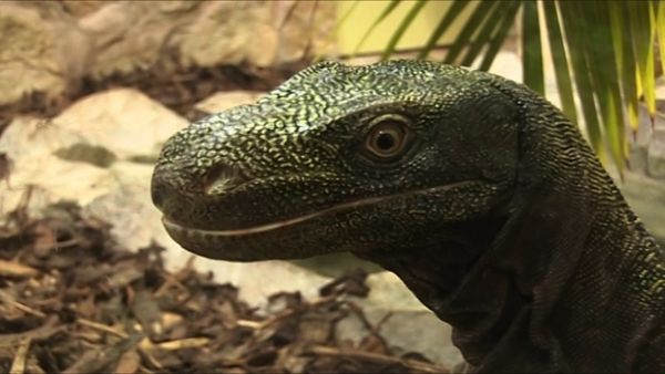 Zoo Days - Episode 6
