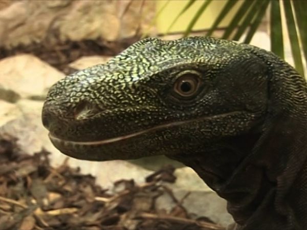 Zoo Days - Episode 6
