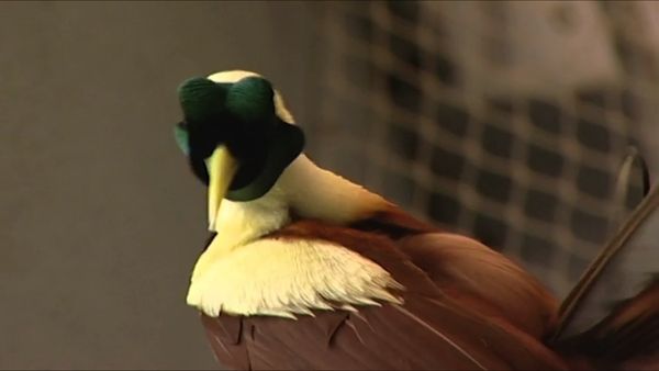 Zoo Days - Episode 7