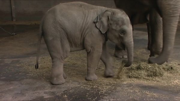 Zoo Days - Episode 8