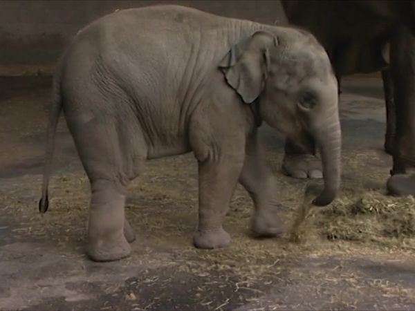 Zoo Days - Episode 8