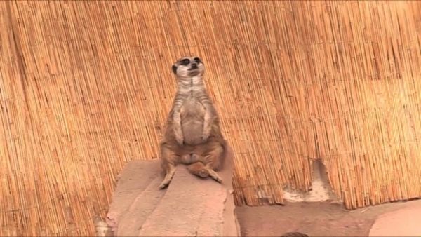 Zoo Days - Episode 9
