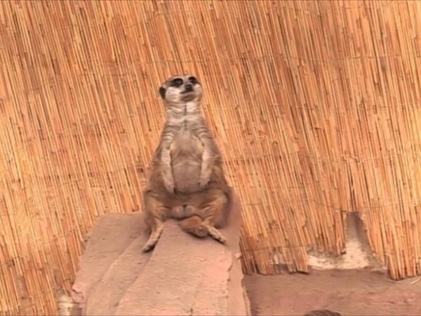 Zoo Days - Episode 9