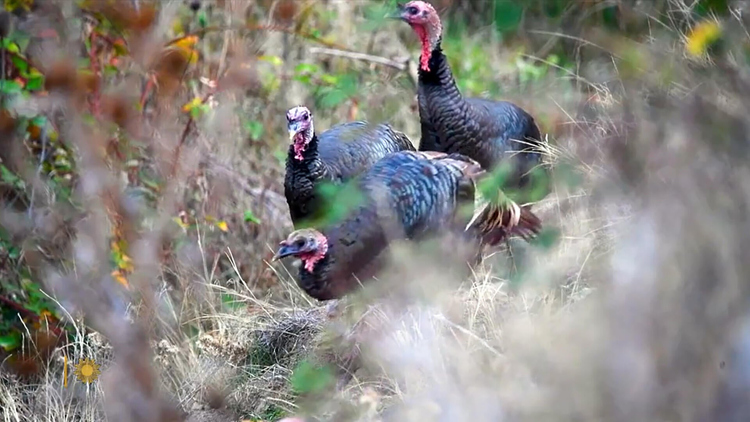 Watch Sunday Morning Nature: Turkeys in Washington State - Paramount+
