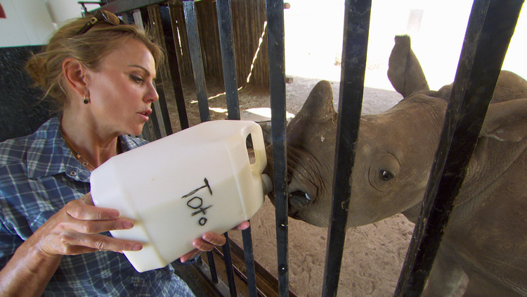 Watch 60 Minutes Overtime: How to bottle-feed a baby rhino - Full show ...